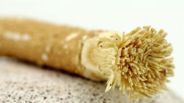 اثر درمانی نخ دندان و چوب مسواک در رفع یبوست به اثبات رسید