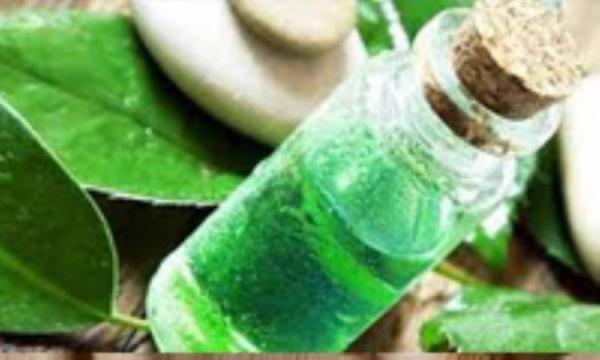 آیا روغن درخت چای آکنه را درمان می نماید؟