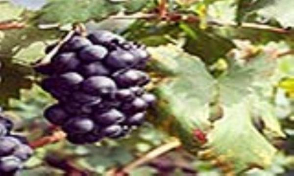 طرز تهیه نوشیدنی های سم زدای کبد