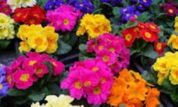 روغن گل پامچال و آکنه