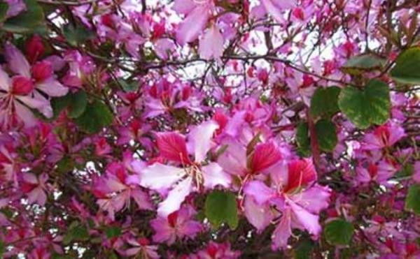 نگاهی به کاربرد پزشکی درخت ارکیده (بهیمه) نگاهی به کاربرد پزشکی درخت ارکیده (بهیمه)