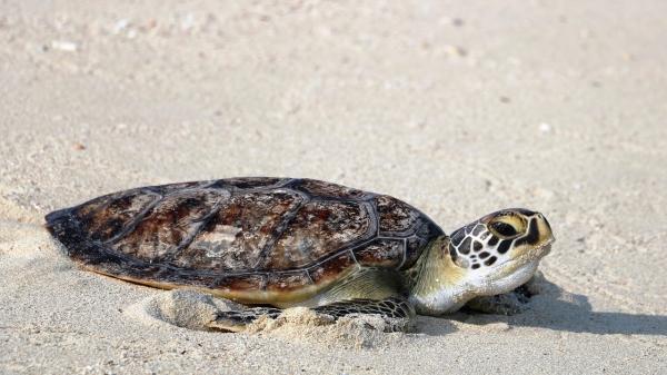 عکسی دردناک از لاک پشت پوزه عقابی در روستای هلر