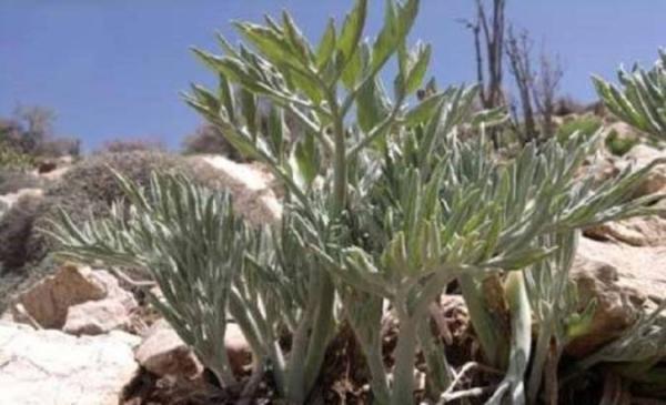 گیاه بیلهر خواص و عوارضی دارد؟