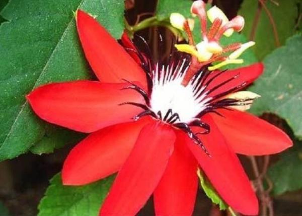 گل ساعتی چه خواصی دارد؟