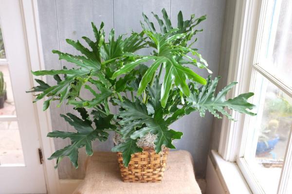 5 گیاه مناسب برای آپارتمان؛ کم توقع های دوست داشتنی