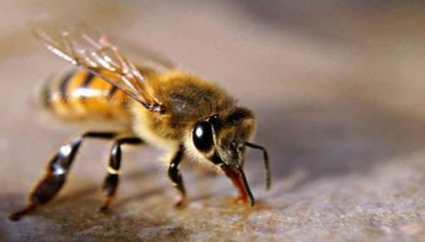 نیش زنبور عسل چه خاصیتی دارد ؟
