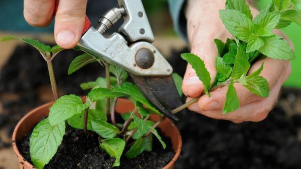 آموزش کاشت و قلمه زدن گیاهان