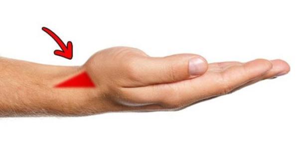 8 عضو حیاتی بدن که در خصوص آنها نمی دانید