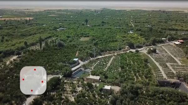 برگزاری جشنواره برداشت هلو در شندآباد برگزاری جشنواره برداشت هلو در شندآباد