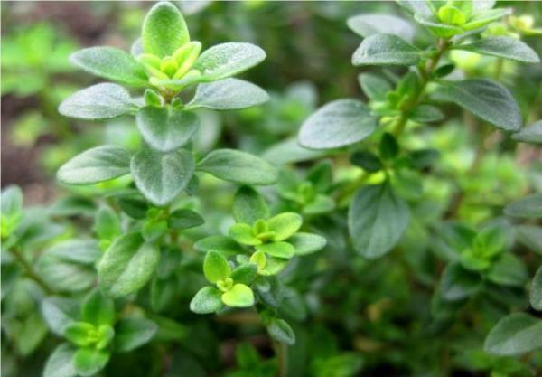 خواص اعجاب انگیز گیاه آویشن