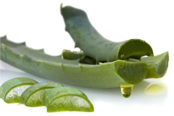 برخی فواید آلوئه ورا که تا به امروز نمیدانستید