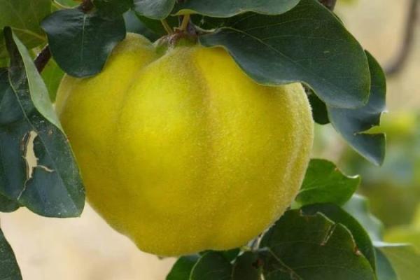 آشنایی با خواص برگ به آشنایی با خواص برگ به