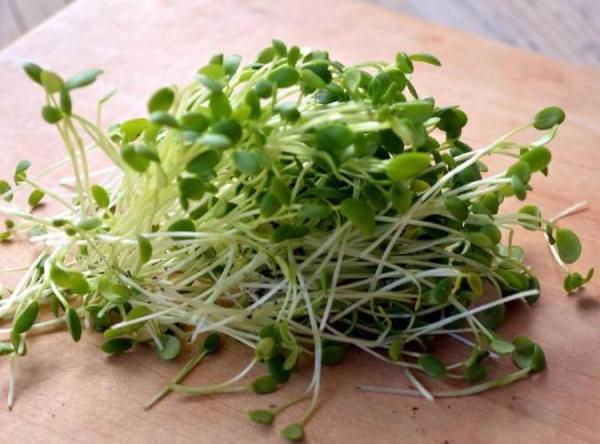 جوانه شبدر چه خواصی دارد؟ جوانه شبدر چه خواصی دارد؟