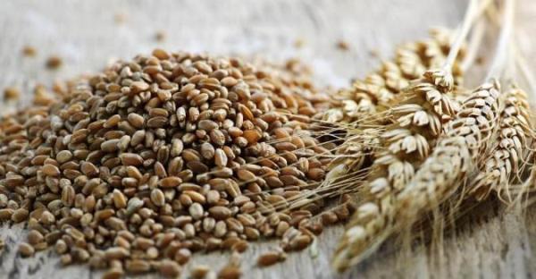 دانه چاودار چیست و چه خواصی دارد؟ دانه چاودار چیست و چه خواصی دارد؟