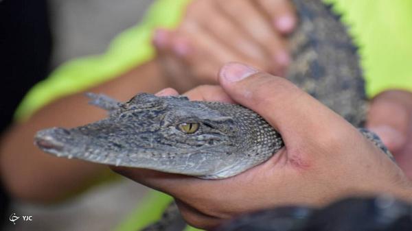 اولین مزرعه کروکودیل کشور در مشهد