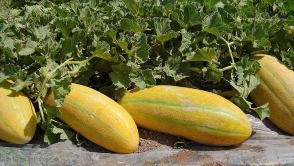 آیا می دانید طبع خربزه چگونه است؟