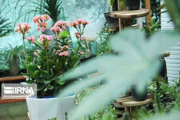 4 مرحله ساده برای زنده نگهداشتن گیاهان در خانه