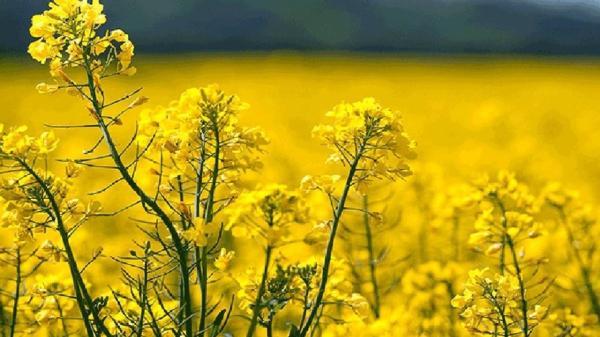 کشت دانه روغنی کلزا درجنوب کرمان آغاز شد