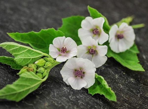 درباره خواص گیاه مارشمالو چه می دانید؟