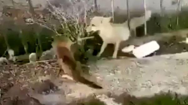 لحظه شکار گربه احمق به وسیله روباه