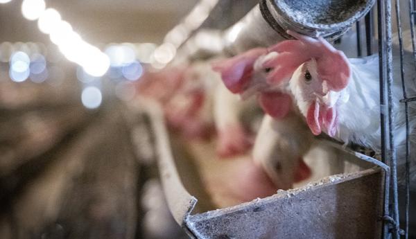 دلیل گرانی و کمبود مرغ در روزهای اخیر، برنامه دولت برای بازار شب عید چیست؟