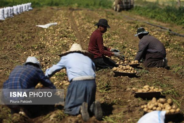80 درصد سیب زمینی رزن برداشت شد