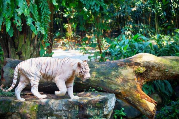 باغ وحش سنگاپور: سفری به قلب حیات وحش