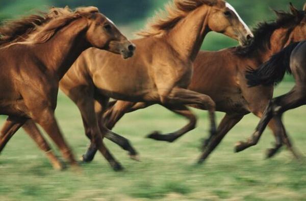 چرا باید اسبها را نعل کنیم؟ تکلیف اسب های وحشی چیست؟