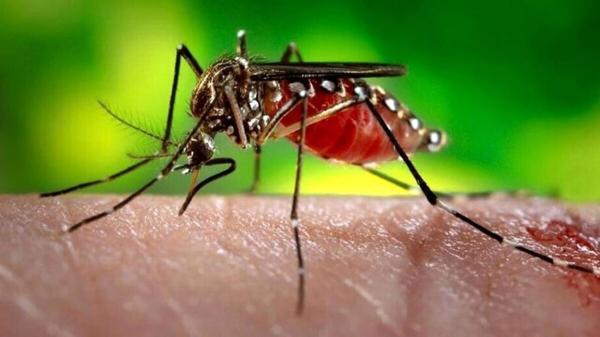 جولان مالاریا در سیستان و بلوچستان، شناسایی 133 مبتلا